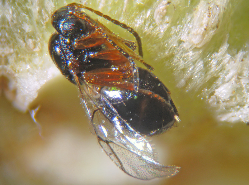 Dryocosmus kuriphilus